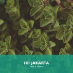 Beberapa contoh tanaman herbal di Indonesia yang bermanfaat untuk kesehatan