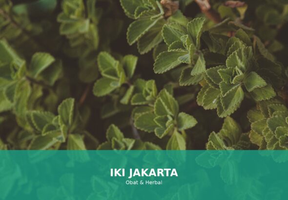 Beberapa contoh tanaman herbal di Indonesia yang bermanfaat untuk kesehatan