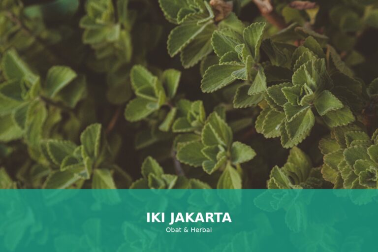 Beberapa contoh tanaman herbal di Indonesia yang bermanfaat untuk kesehatan
