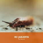 Ilustrasi cara mengatasi mual secara darurat dengan berbagai cara alami
