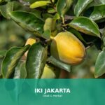 Ilustrasi kaki kram yang sedang diregangkan untuk mengurangi ketegangan