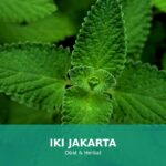 Herbal alami untuk mengatasi sakit kepala
