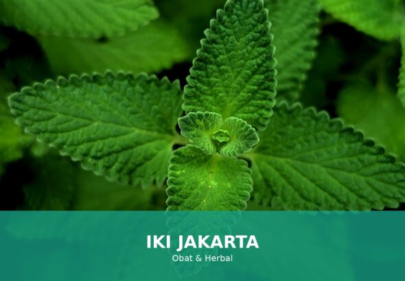 Herbal alami untuk mengatasi sakit kepala