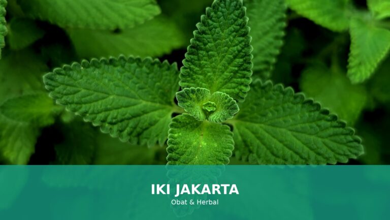 Herbal alami untuk mengatasi sakit kepala
