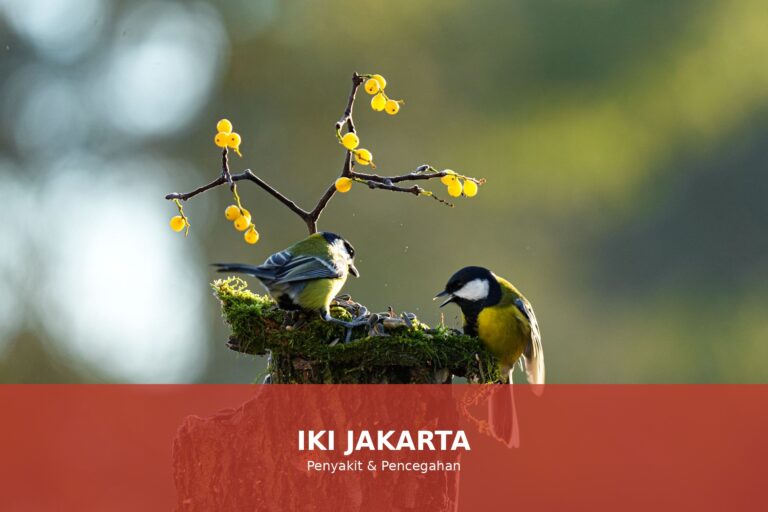Ilustrasi paru-paru sehat yang menunjukkan pentingnya menjaga kesehatan paru-paru.