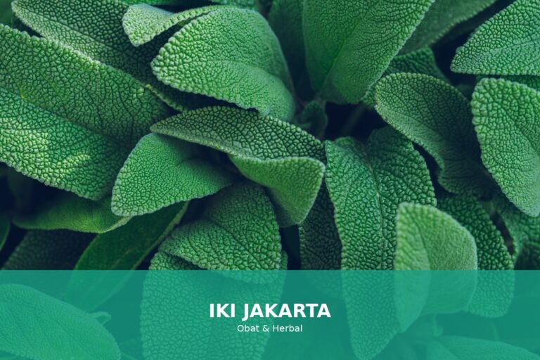 Tanaman herbal yang ampuh menurunkan tekanan darah tinggi secara alami